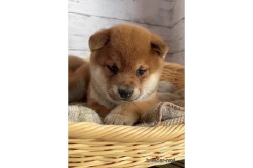 成約済の静岡県の柴犬-218993